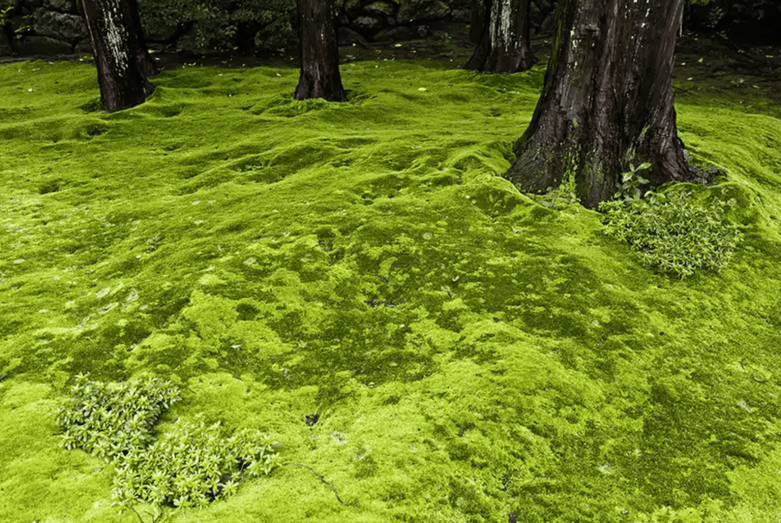 Over 200 Bird Species depend on the Harbor Habitat.
