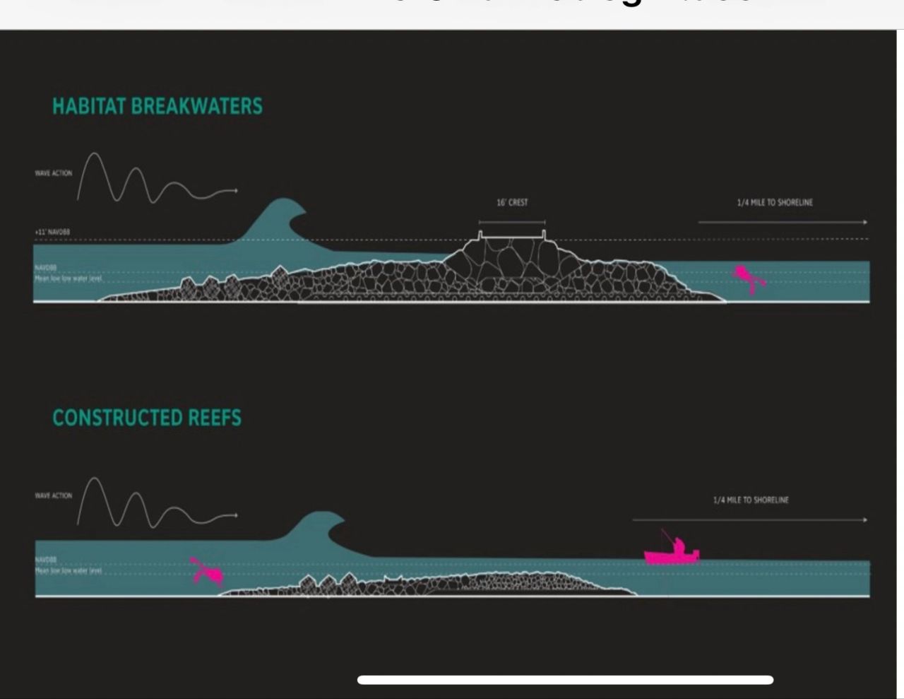 Marine Life in Boston – See how Pier 5 will Contribute