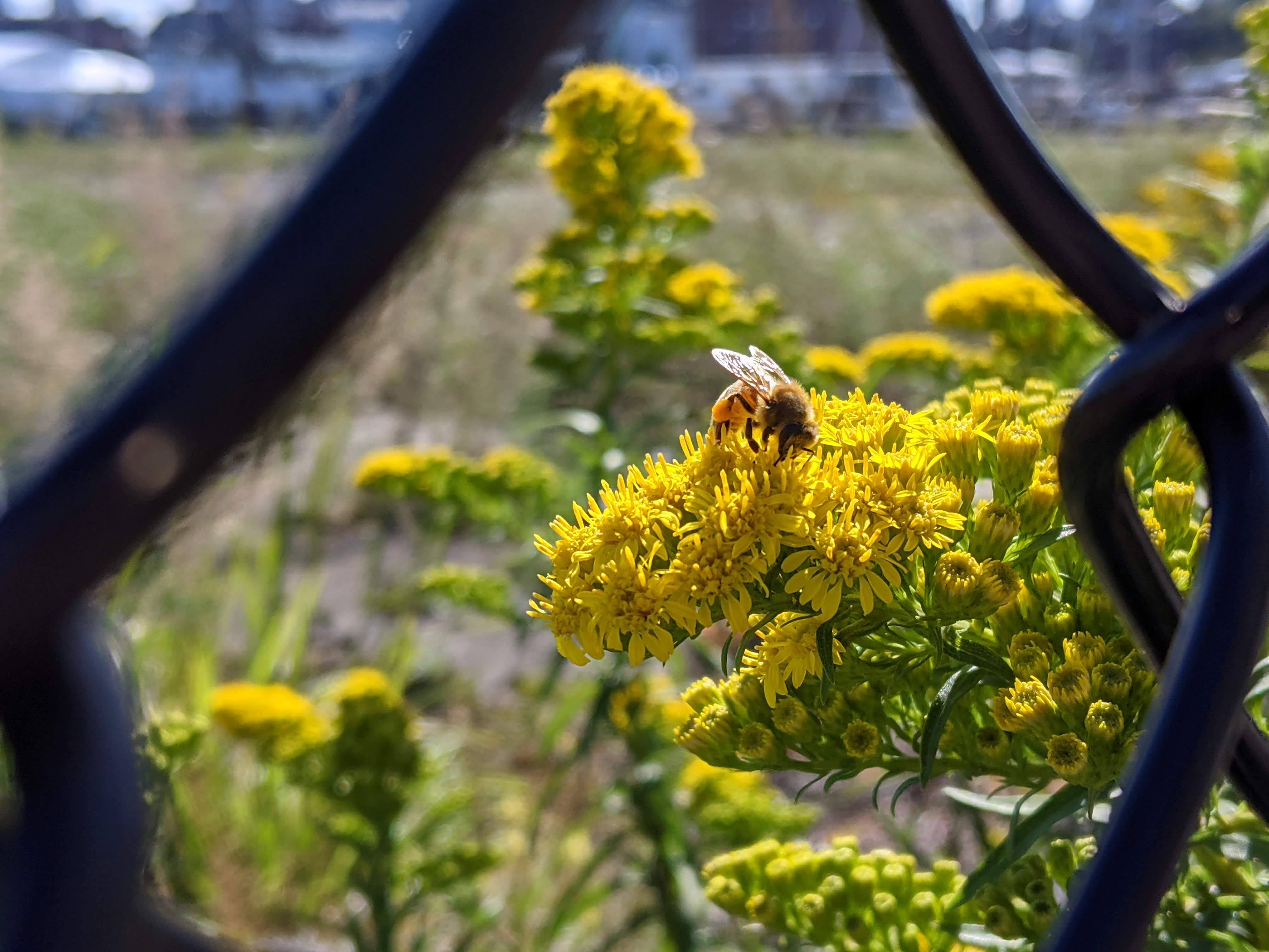 A Retrospective and Prospective Look at Pier 5  –  Recent Zoom meeting regarding the future of Pier 5 