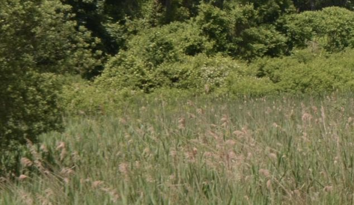 Developing Wetlands Regulations