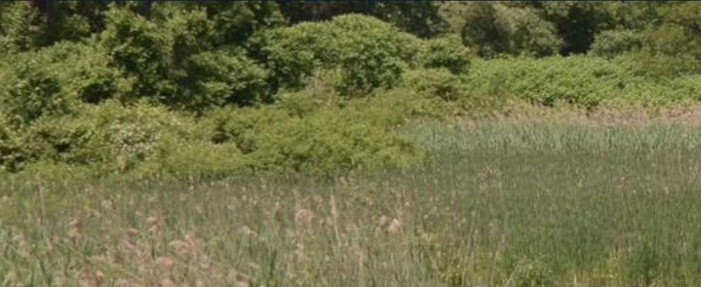 Developing Wetlands Regulations